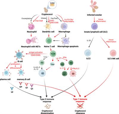 Cryptococcus escapes host immunity: What do we know?